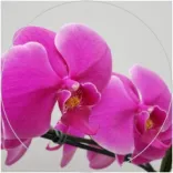 Orquídeas