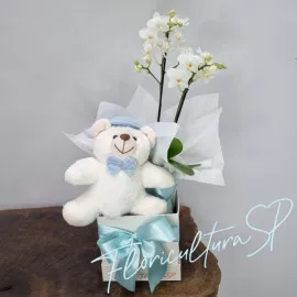 Mini Orquídea e Baby Boy