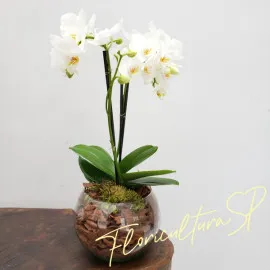 Mini Orquídea Branca