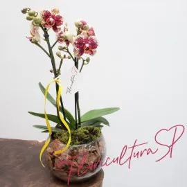 Mini Orquídea Bicolor