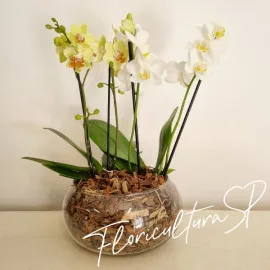 Duo de Orquídeas Midi Amarela e Branca