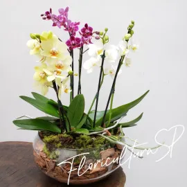 Jardim com Mini Orquídeas