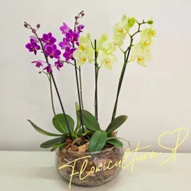 Duo de Orquídeas Midi Pink e Amarela