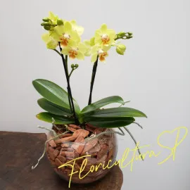 Orquídea Midi Amarela