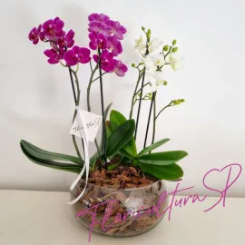 Duo de Mini Orquídeas Pink e Branca