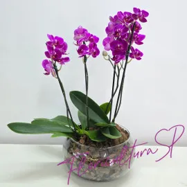 Duo de Mini Orquídeas Pink 