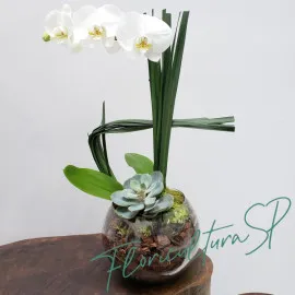 Orquídea Classic
