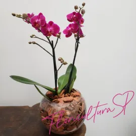 Mini Orquídea Pink