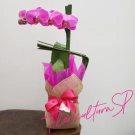 Orquídea Pink para Presente 