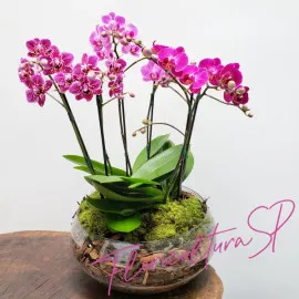 Trio de Mini Orquídeas Pink
