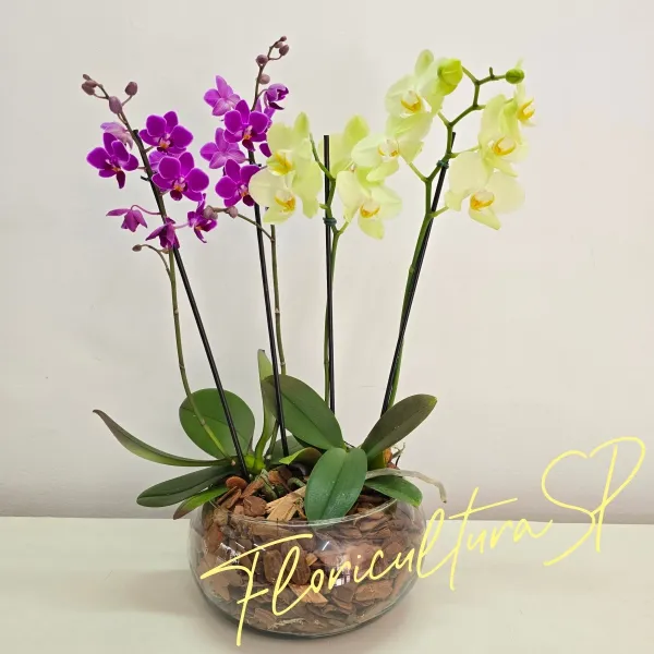 Duo de Orquídeas Midi Pink e Amarela