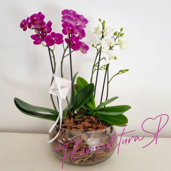 Duo de Mini Orquídeas Pink e Branca