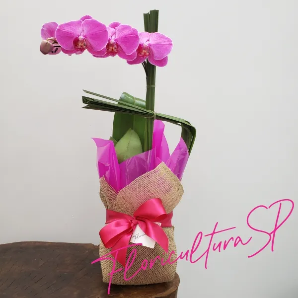Orquídea Pink para Presente 