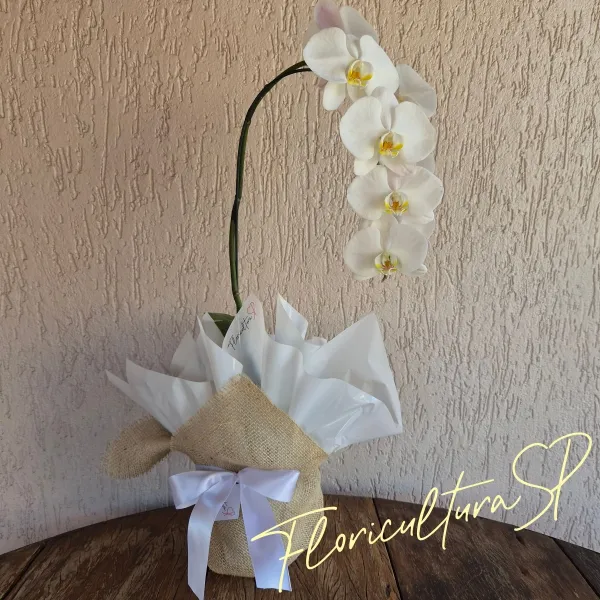 Orquídea Branca para Presente